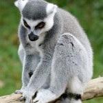 I’m a lemur, she’s a lemur… lemur